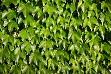 ivy leaves 