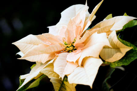 Peach colored poinsettiaの写真素材