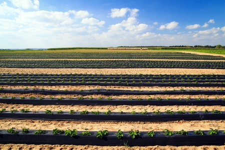 Lines of green vegetables in a farm field. の写真素材