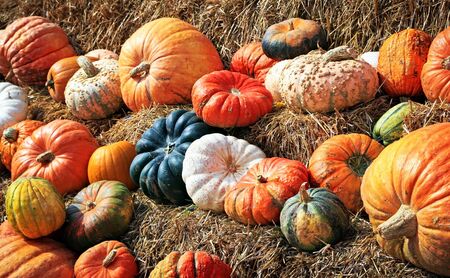 A fall display of colorful pumpkins in a farmの写真素材