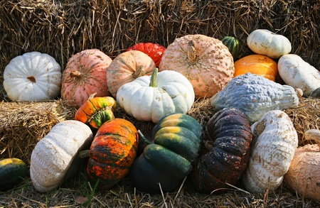 A fall display of colorful pumpkins in a farmの写真素材