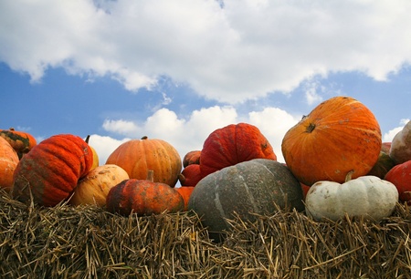A fall display of colorful pumpkins in a farmの写真素材