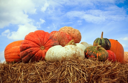 A fall display of colorful pumpkins in a farmの写真素材