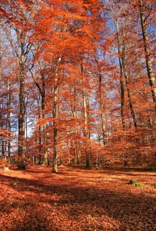 Pathway through the autumn forest の写真素材