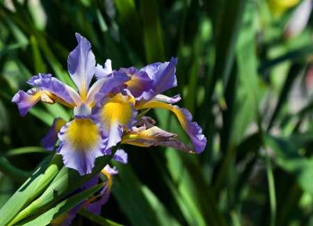 Beautiful bright irises on green background の写真素材