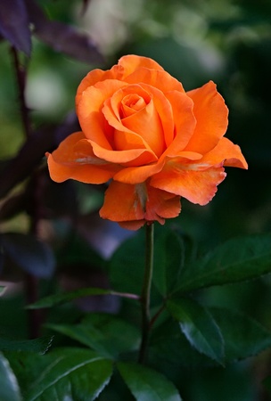 Orange rose in a garden with green leafy backgroundの写真素材