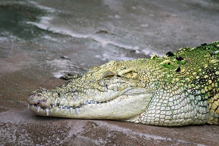 A crocodile resting beside the pool の写真素材