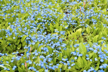 Blue small flowers against a green grassの写真素材