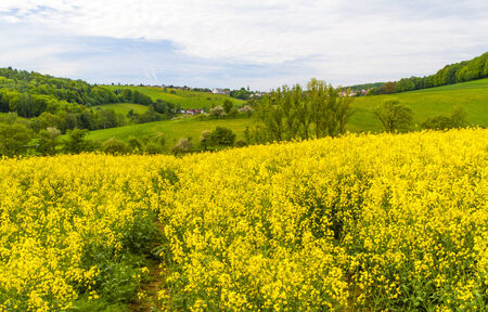 A yellow rapeseed field in  Germany の写真素材