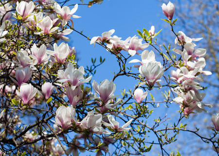 Spring magnolia tree blossoms in the garden の写真素材