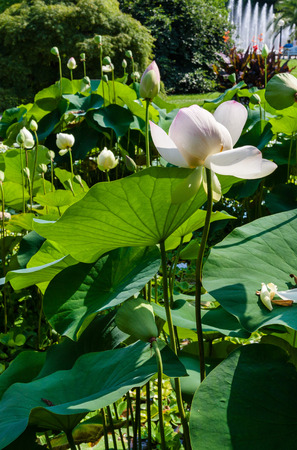 Beautiful lotus flower in blooming on the pondの写真素材