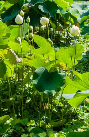 Beautiful lotus flower in blooming on the pondの写真素材