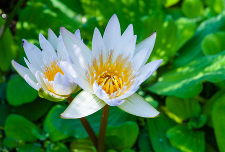 Beautiful lotus flower in blooming on the pondの写真素材