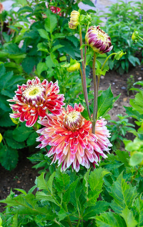 beautiful purple and white dahlia flower in the gardenの写真素材