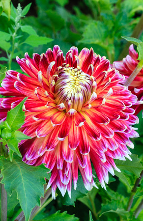 beautiful purple and white dahlia flower in the gardenの写真素材