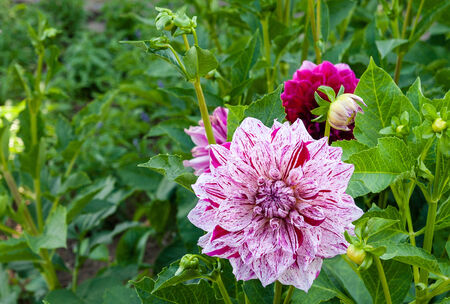 beautiful purple and white dahlia flower in the gardenの写真素材
