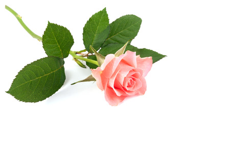 Pink rose isolated on white backgroundの写真素材
