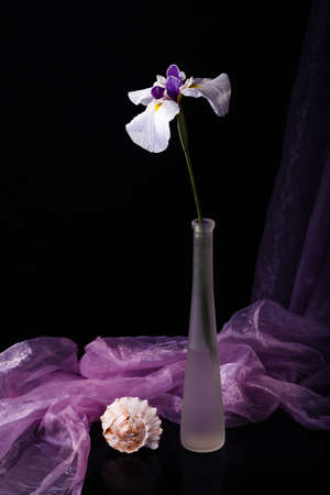 Still life with White iris in glass vase