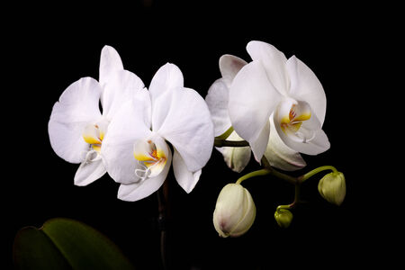 White orchid with buds on a black backgroundの写真素材