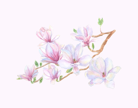 Spring magnolia tree blossoms.のイラスト素材