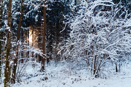 Winter landscape at sunset with trees in snowの写真素材