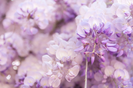 Beautiful flowers of Wisteria blooming in springの写真素材