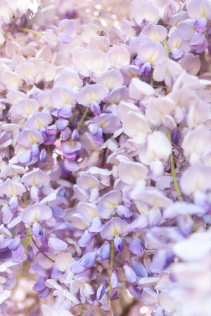 Beautiful flowers of Wisteria blooming in springの写真素材