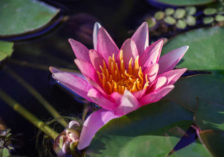 Beautiful water lily flower in blooming on the pondの写真素材