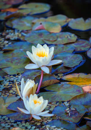 Beautiful water lily flower in blooming on the pondの写真素材