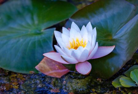 Beautiful water lily flower in blooming on the pondの写真素材