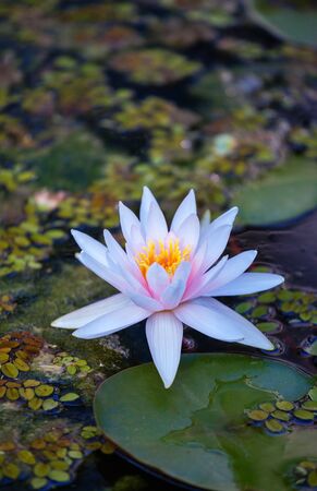 Beautiful water lily flower in blooming on the pondの写真素材