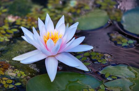 Beautiful water lily flower in blooming on the pondの写真素材