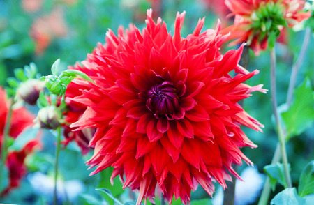 Beautiful red dahlia flower in the gardenの写真素材