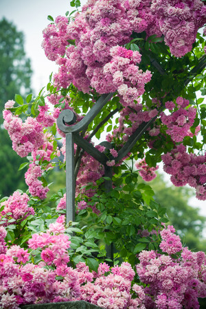 Background with blooming roses on a summer day.の写真素材