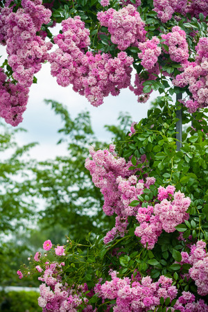 Background with blooming roses on a summer day.の写真素材