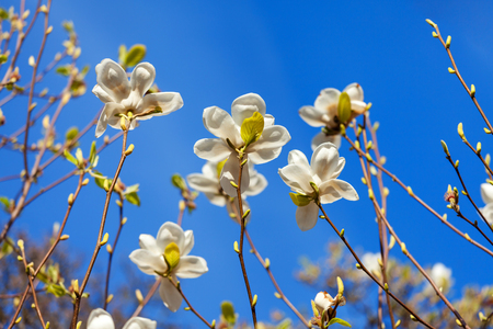 Spring magnolia tree blossoms in the gardenの写真素材