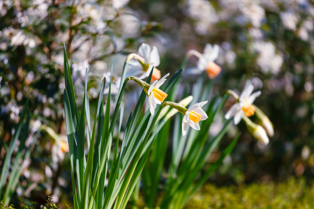 White wild narcissus in green grassの写真素材