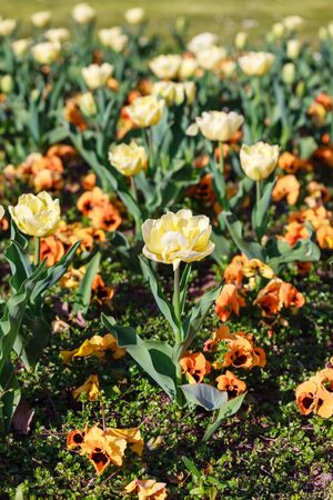 Beautiful garden flowers in springの写真素材
