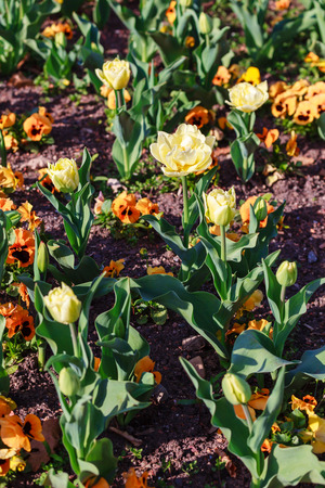 Beautiful garden flowers in springの写真素材