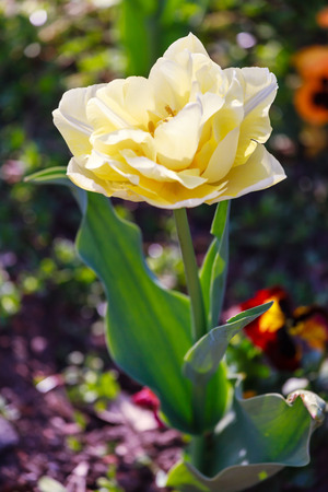 Beautiful garden flowers in springの写真素材
