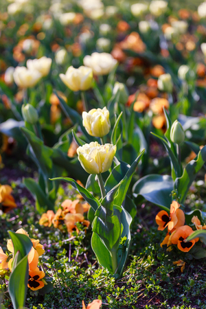 Beautiful garden flowers in springの写真素材