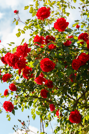 Red roses bush in the gardenの写真素材