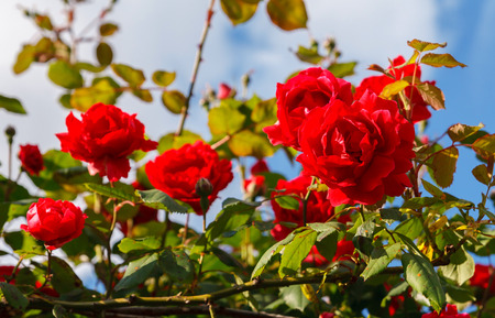 Red roses bush in the gardenの写真素材