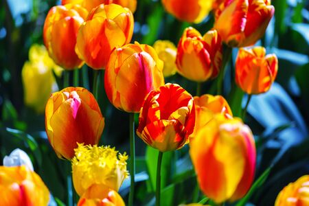 Colorful tulips blooming in the gardenの写真素材