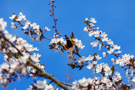 Spring cherry blossom with a butterflyの写真素材