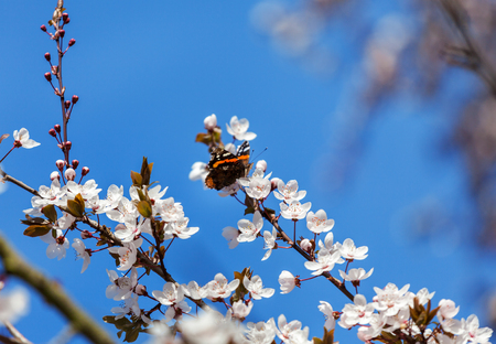 Spring cherry blossom with a butterflyの写真素材