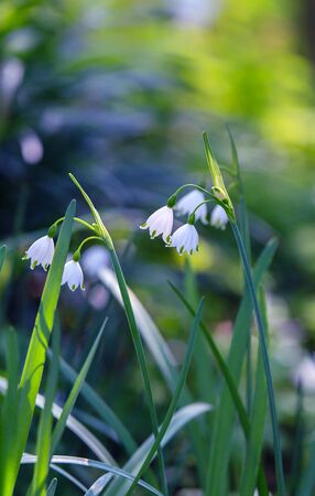 Snowdrop spring flowers in the park.の写真素材