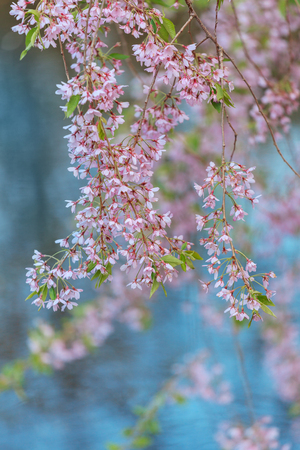 Blooming sakura tree on blue background in the  parkの写真素材