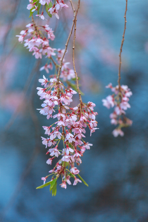 Blooming sakura tree on blue background in the  parkの写真素材