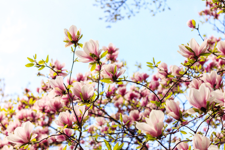 The pink magnolia flowers on a sunny dayの写真素材